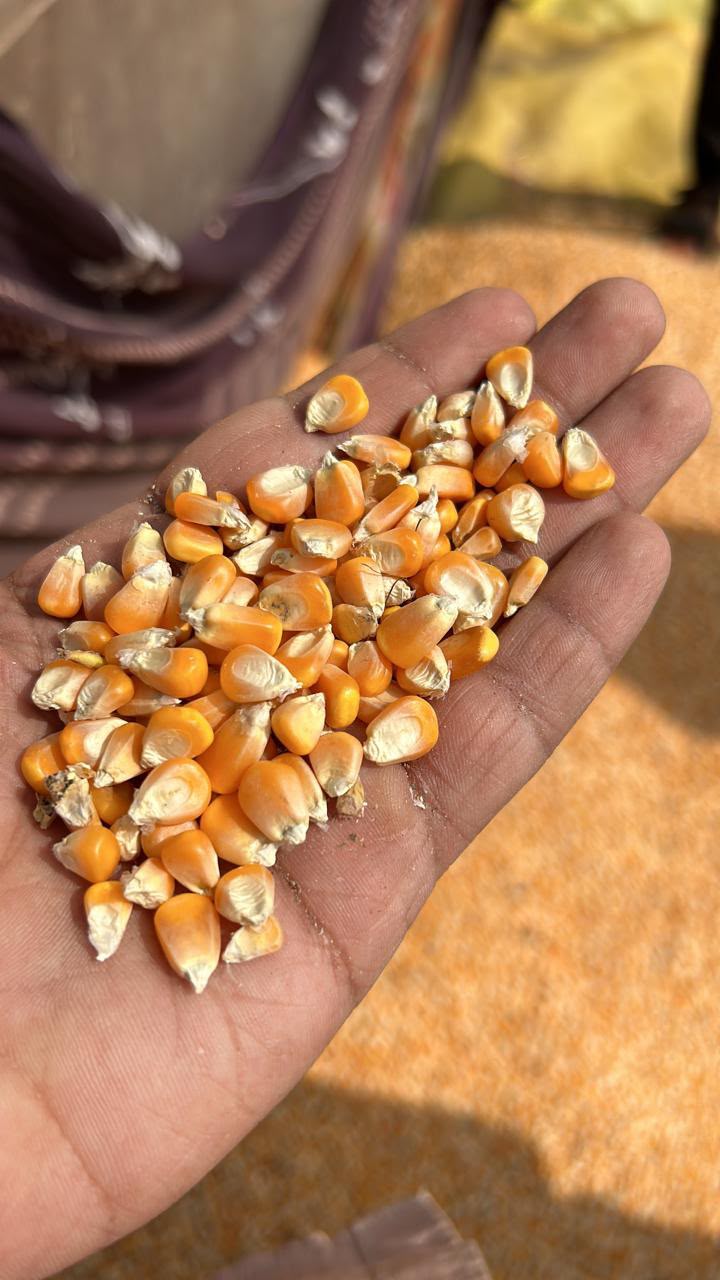 Corn kernels in hand